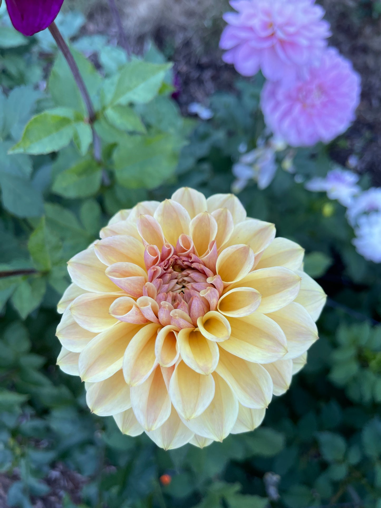 Dahlia Tuber:‎ Blah Blah Blah