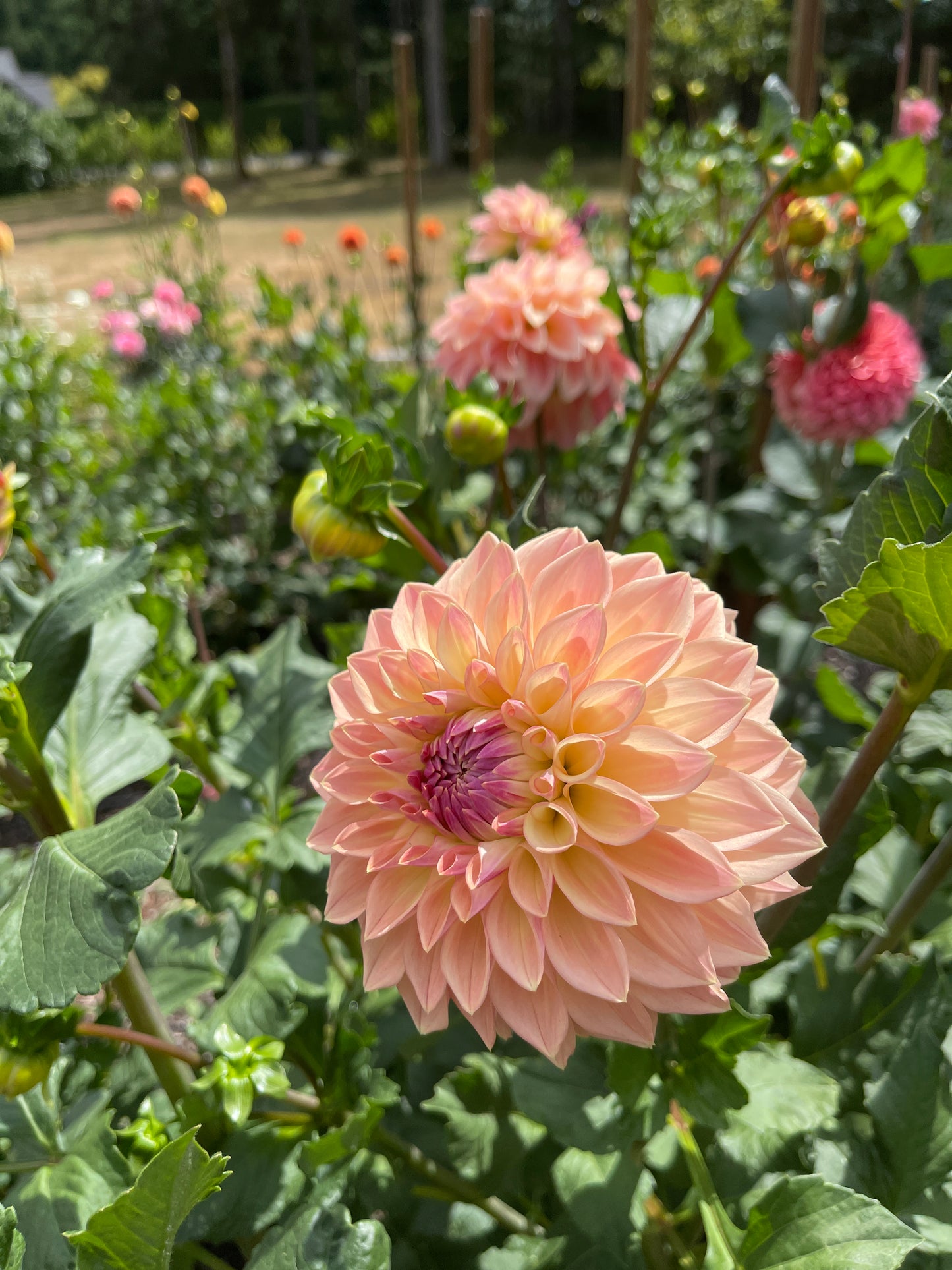 Dahlia Tuber:‎ Bloomquist Alan