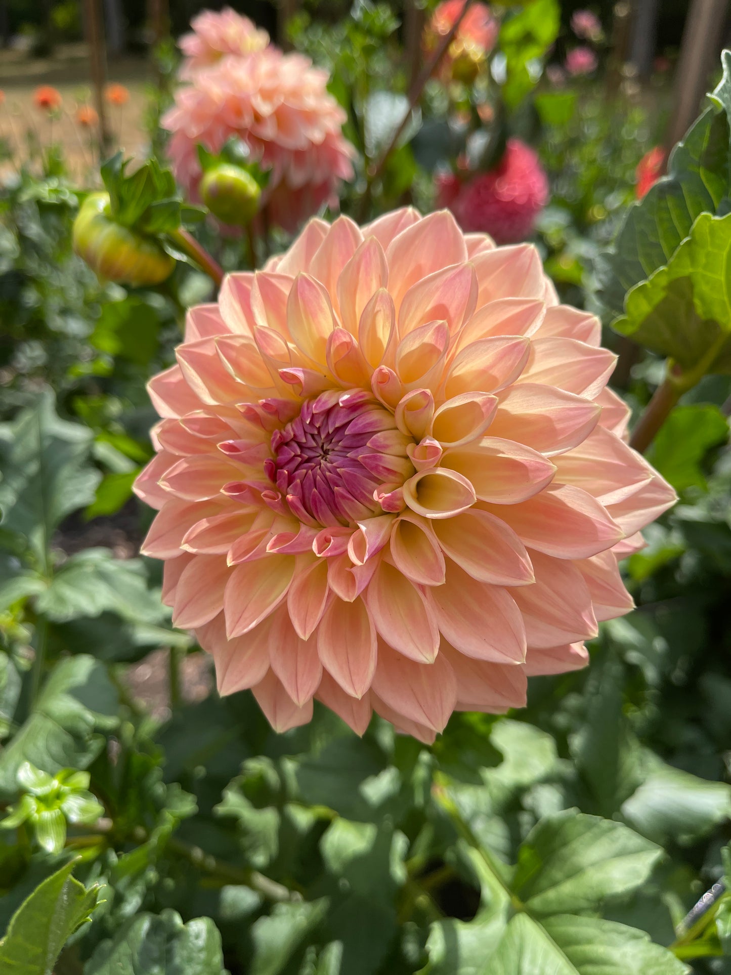 Dahlia Tuber:‎ Bloomquist Alan