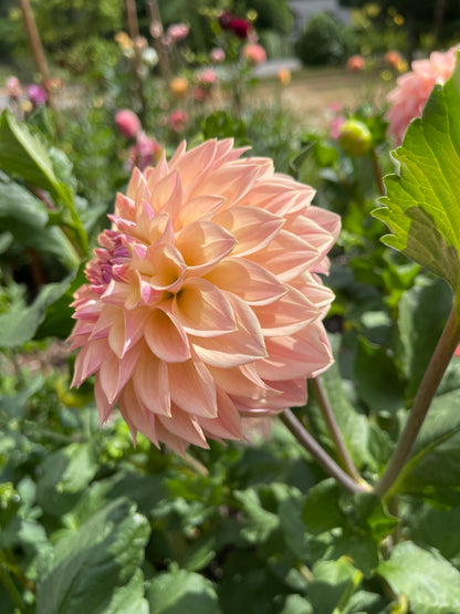 Dahlia Tuber:‎ Bloomquist Alan