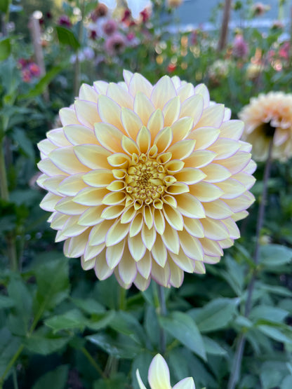 Dahlia Tuber:‎ Bloomquist Blush