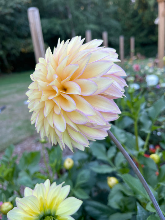 Dahlia Tuber:‎ Bloomquist Blush (limit 1)