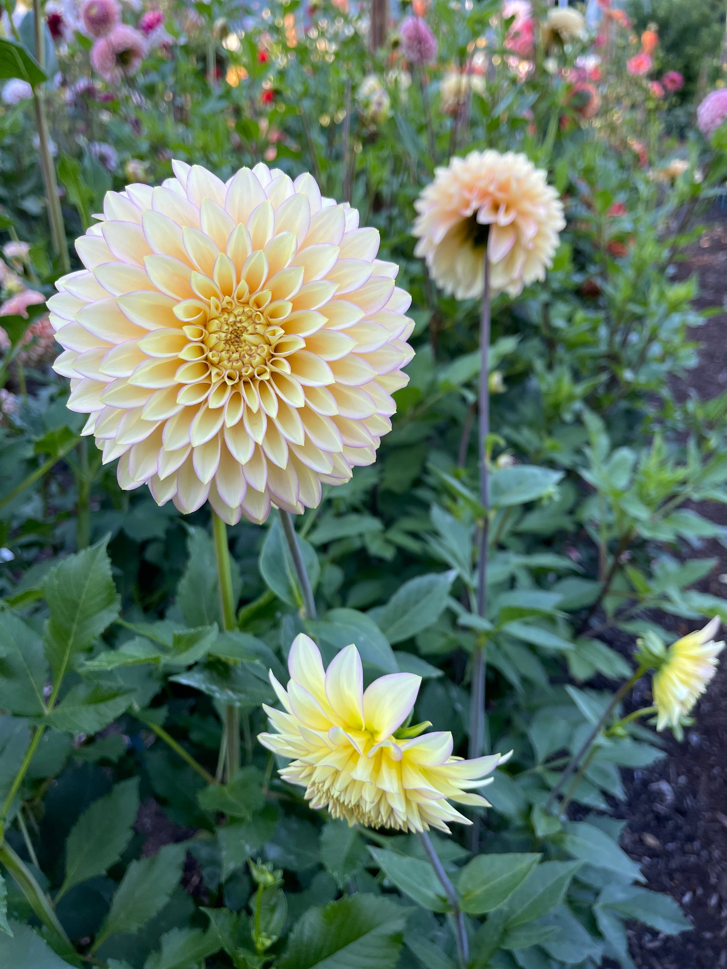 Dahlia Tuber:‎ Bloomquist Blush