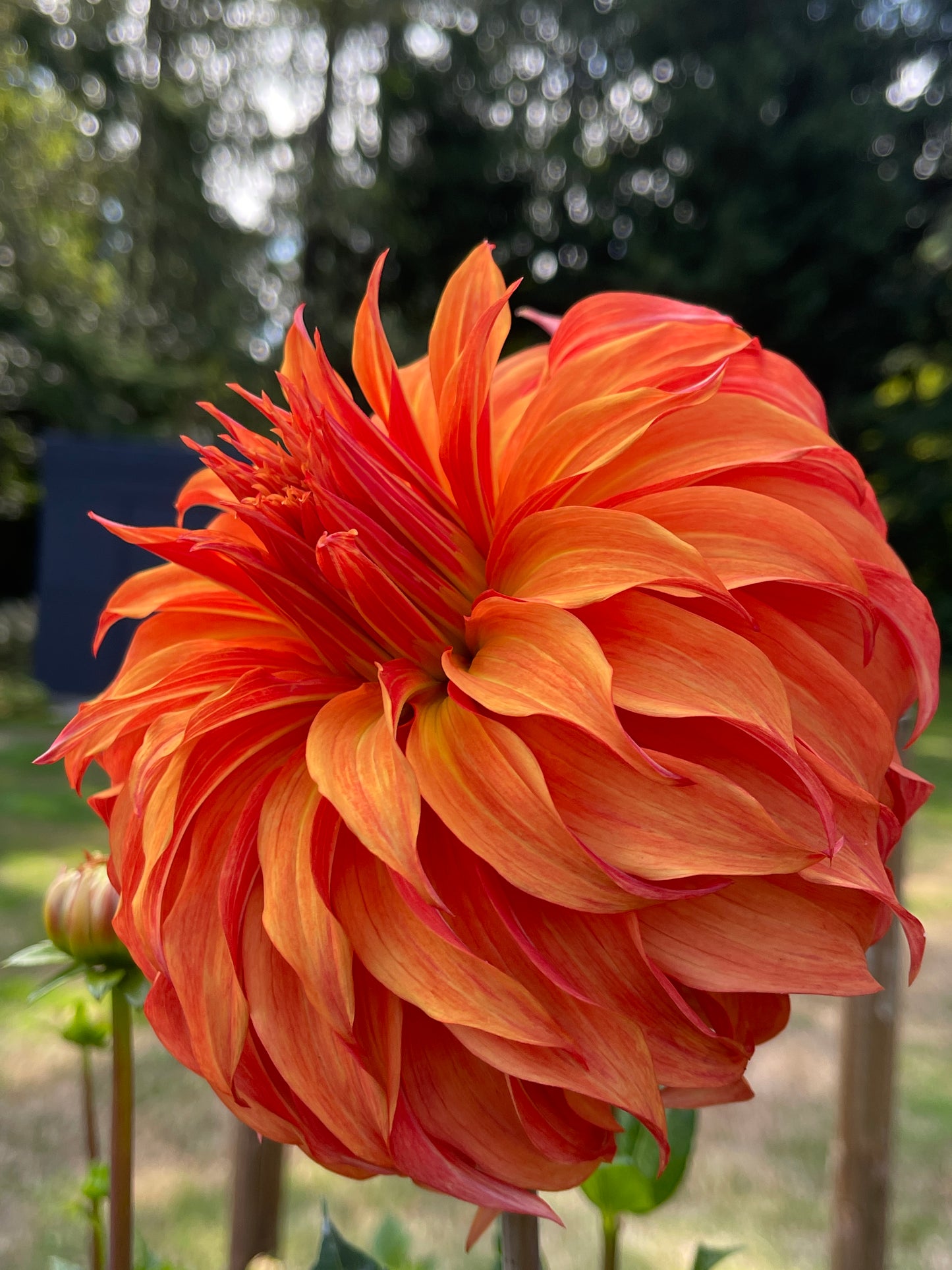 Dahlia Tuber:‎ Bloomquist Jean