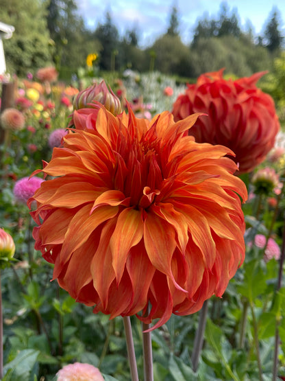 Dahlia Tuber:‎ Bloomquist Jean