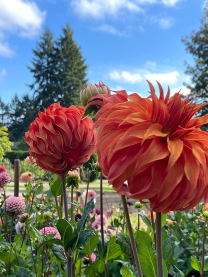 Dahlia Tuber:‎ Bloomquist Jean