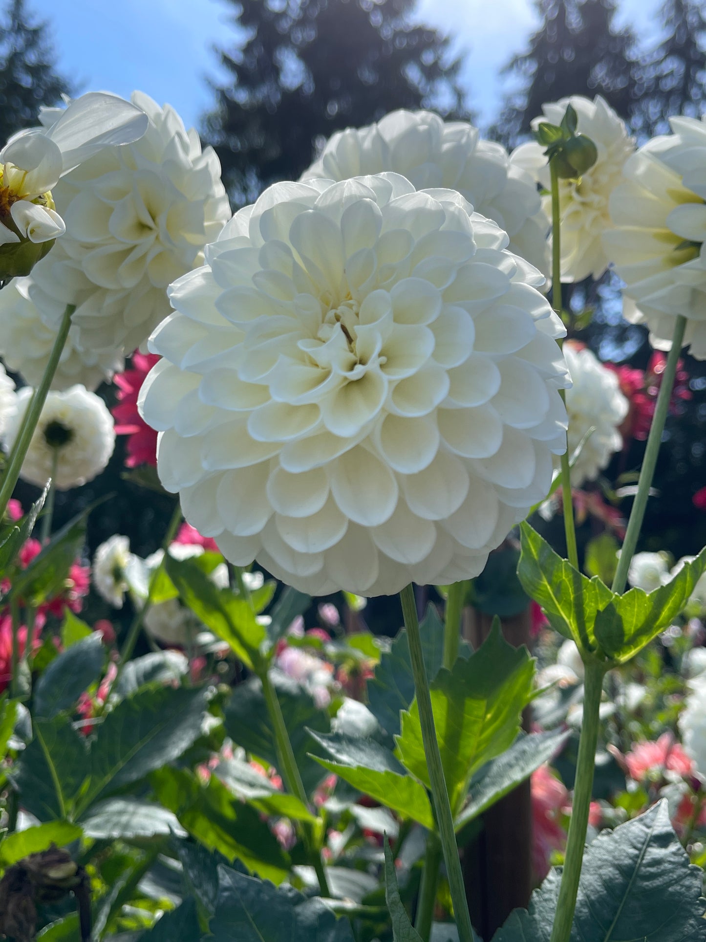 Dahlia Tuber:‎ Boom Boom White