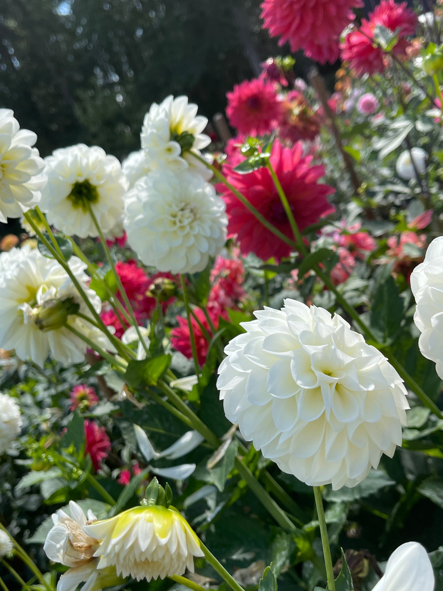 Dahlia Tuber:‎ Boom Boom White