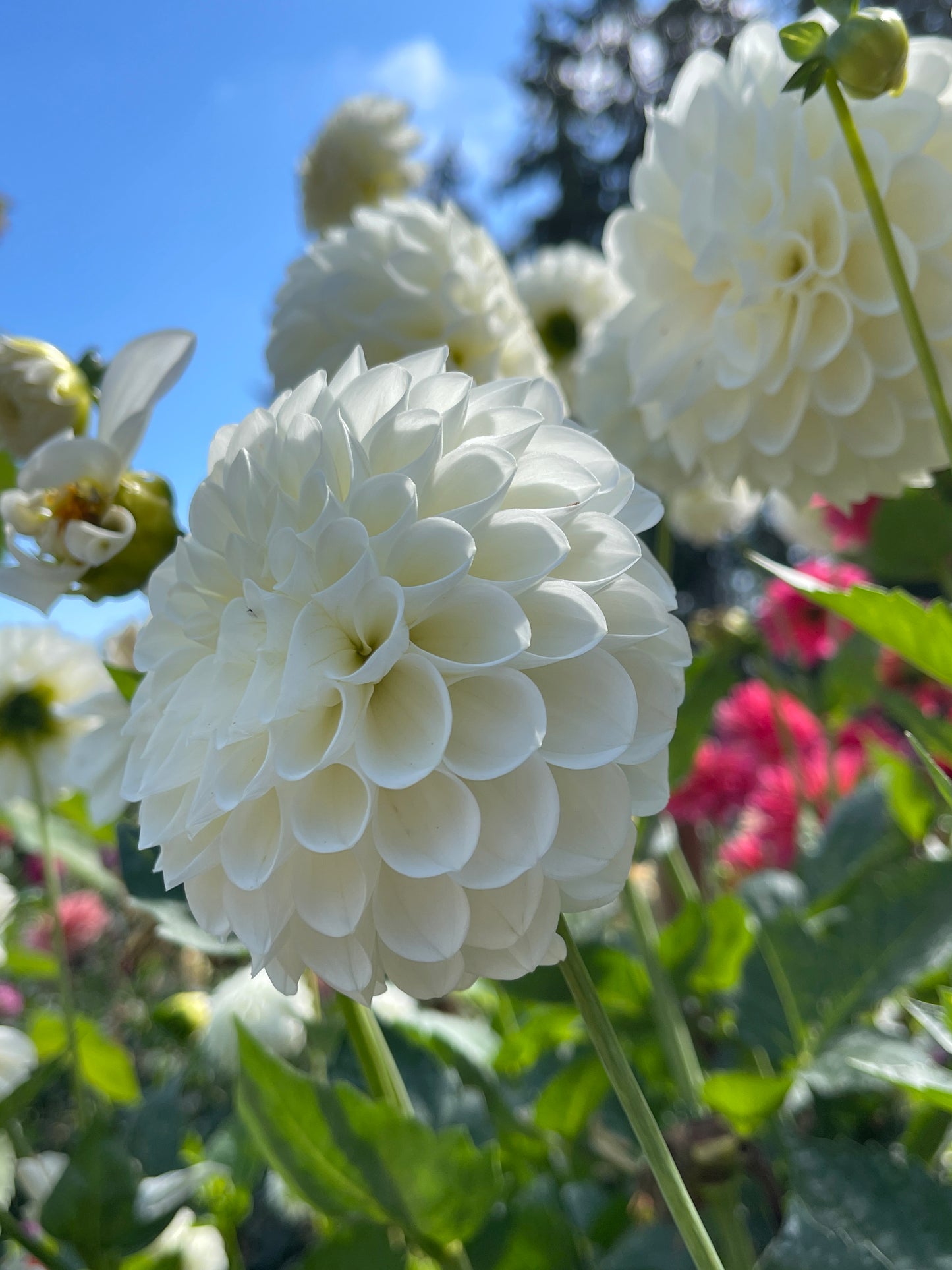 Dahlia Tuber:‎ Boom Boom White