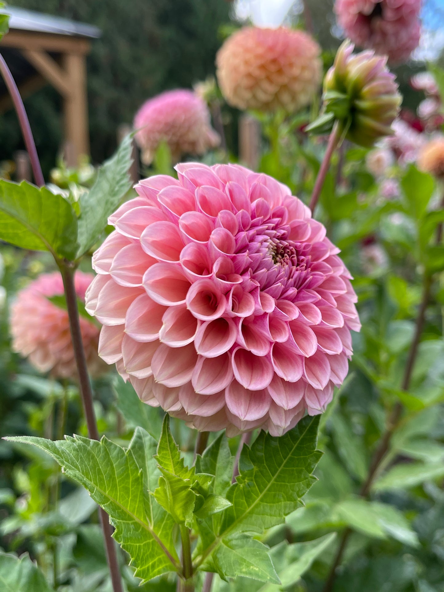 Dahlia Tuber:‎ Bracken Rose