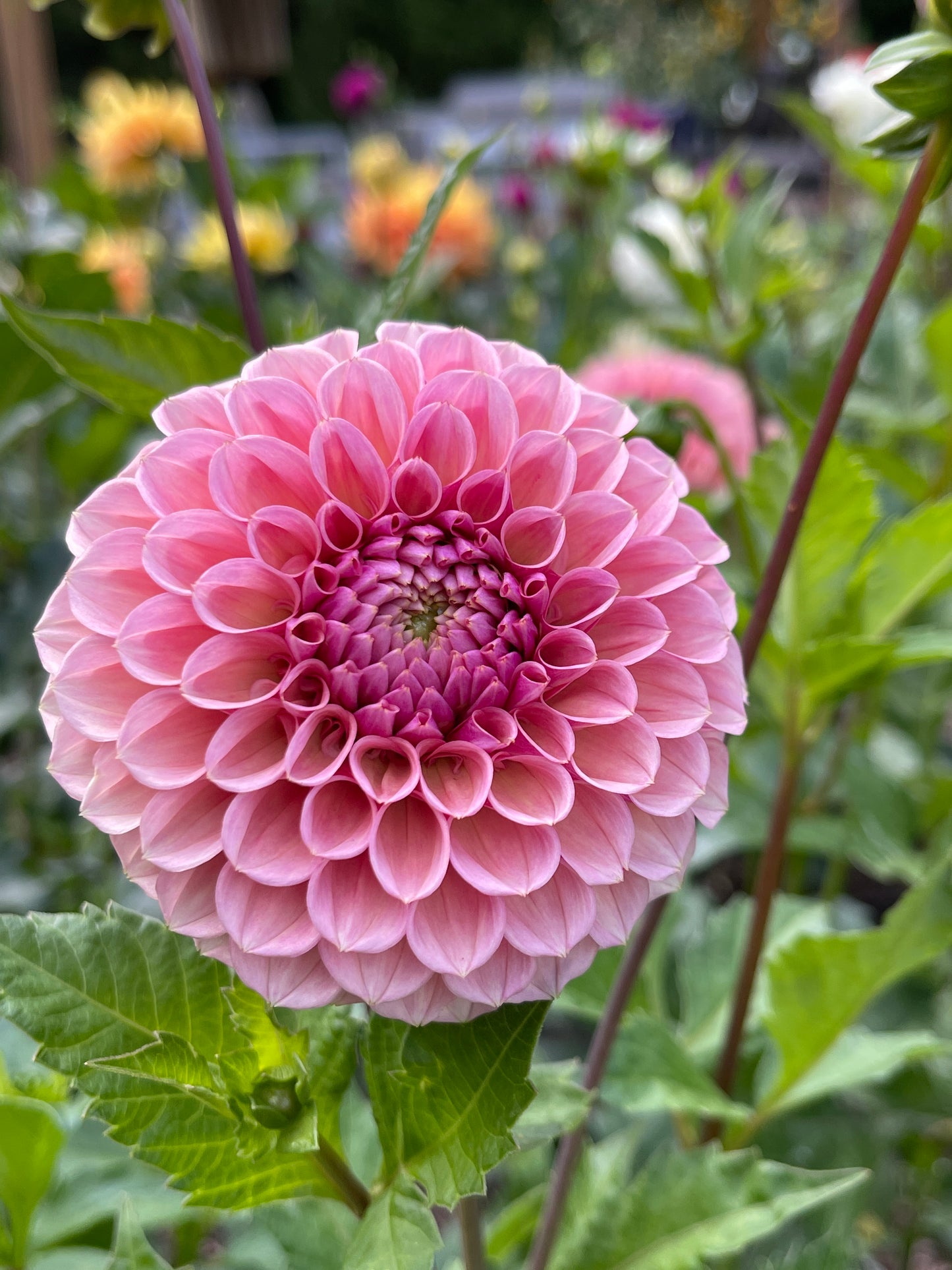 Dahlia Tuber:‎ Bracken Rose