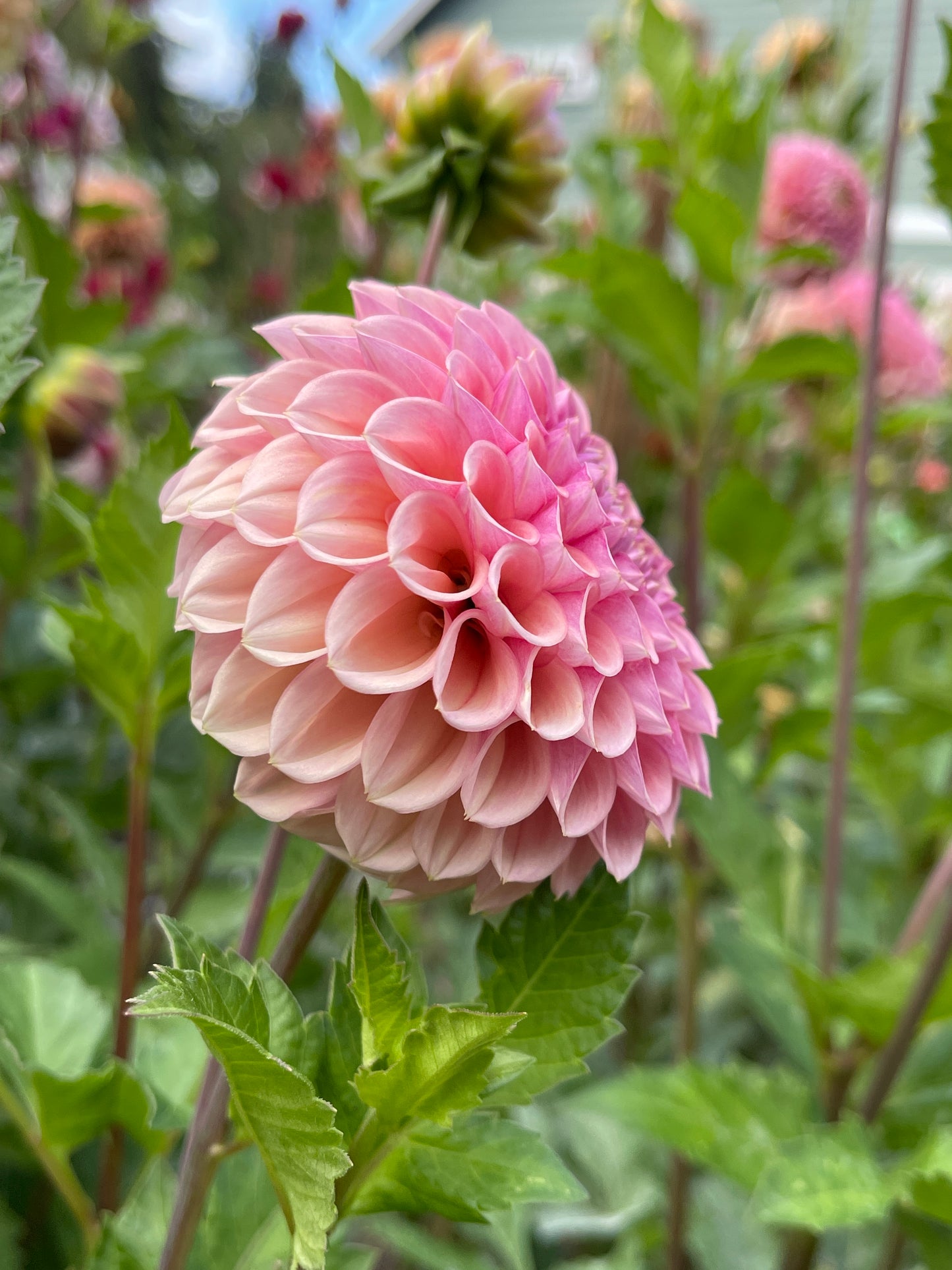 Dahlia Tuber:‎ Bracken Rose