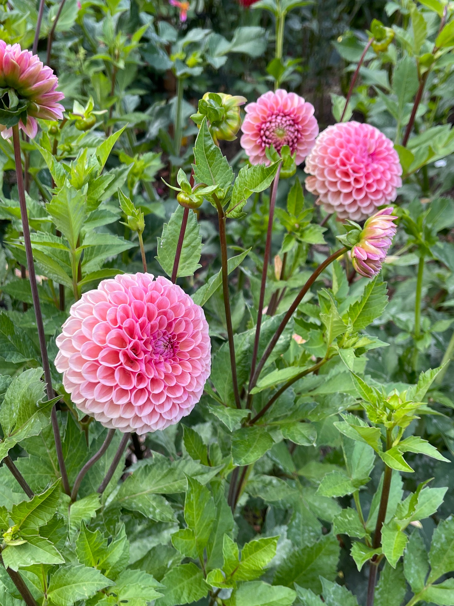 Dahlia Tuber:‎ Bracken Rose