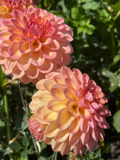 Dahlia Tuber:‎ Bracken Sarah