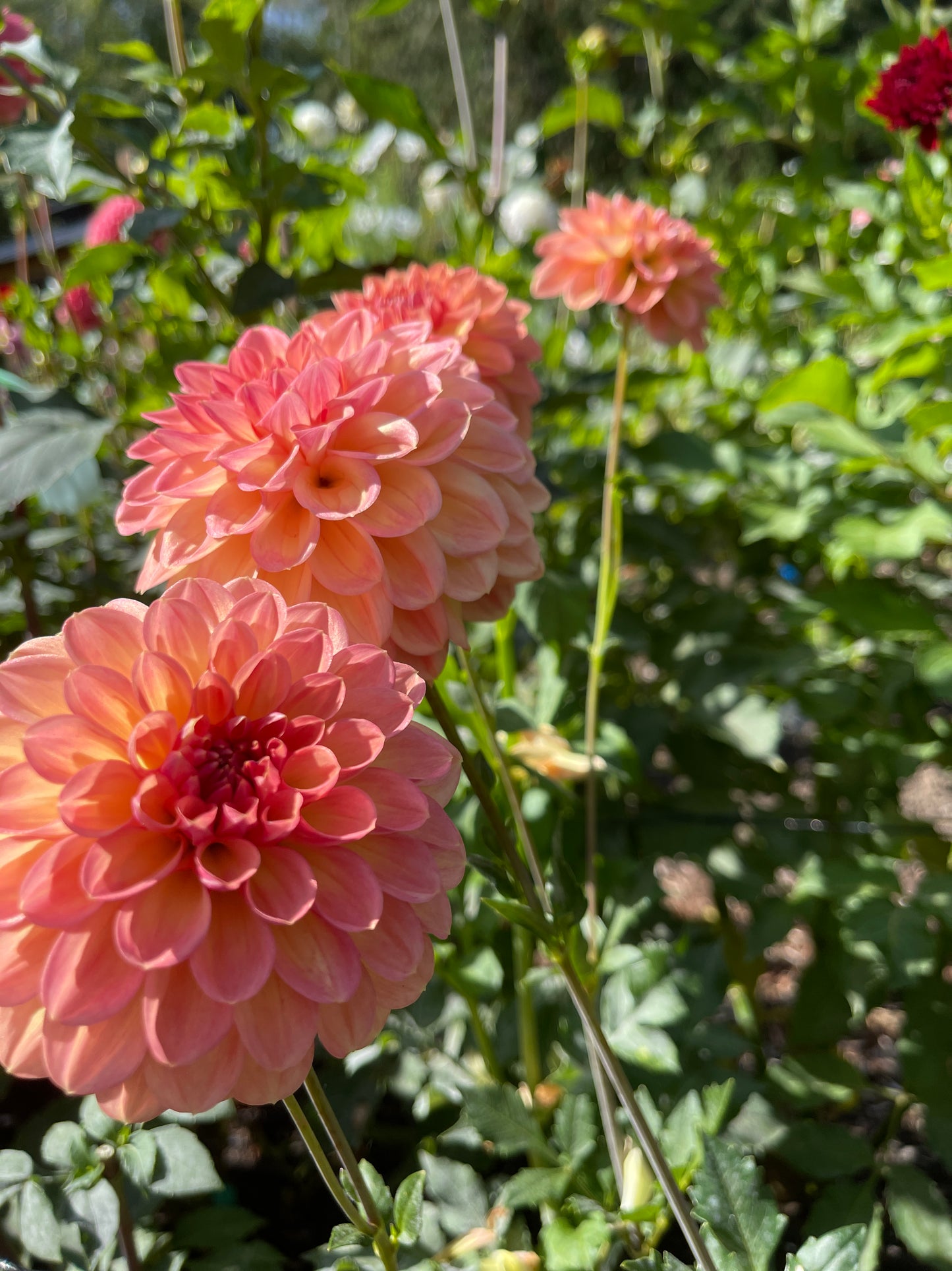 Dahlia Tuber:‎ Bracken Sarah