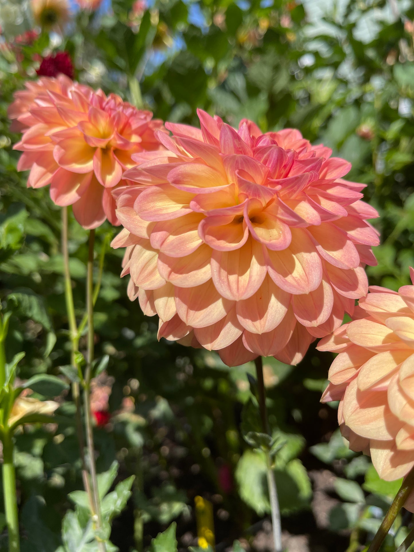 Dahlia Tuber:‎ Bracken Sarah