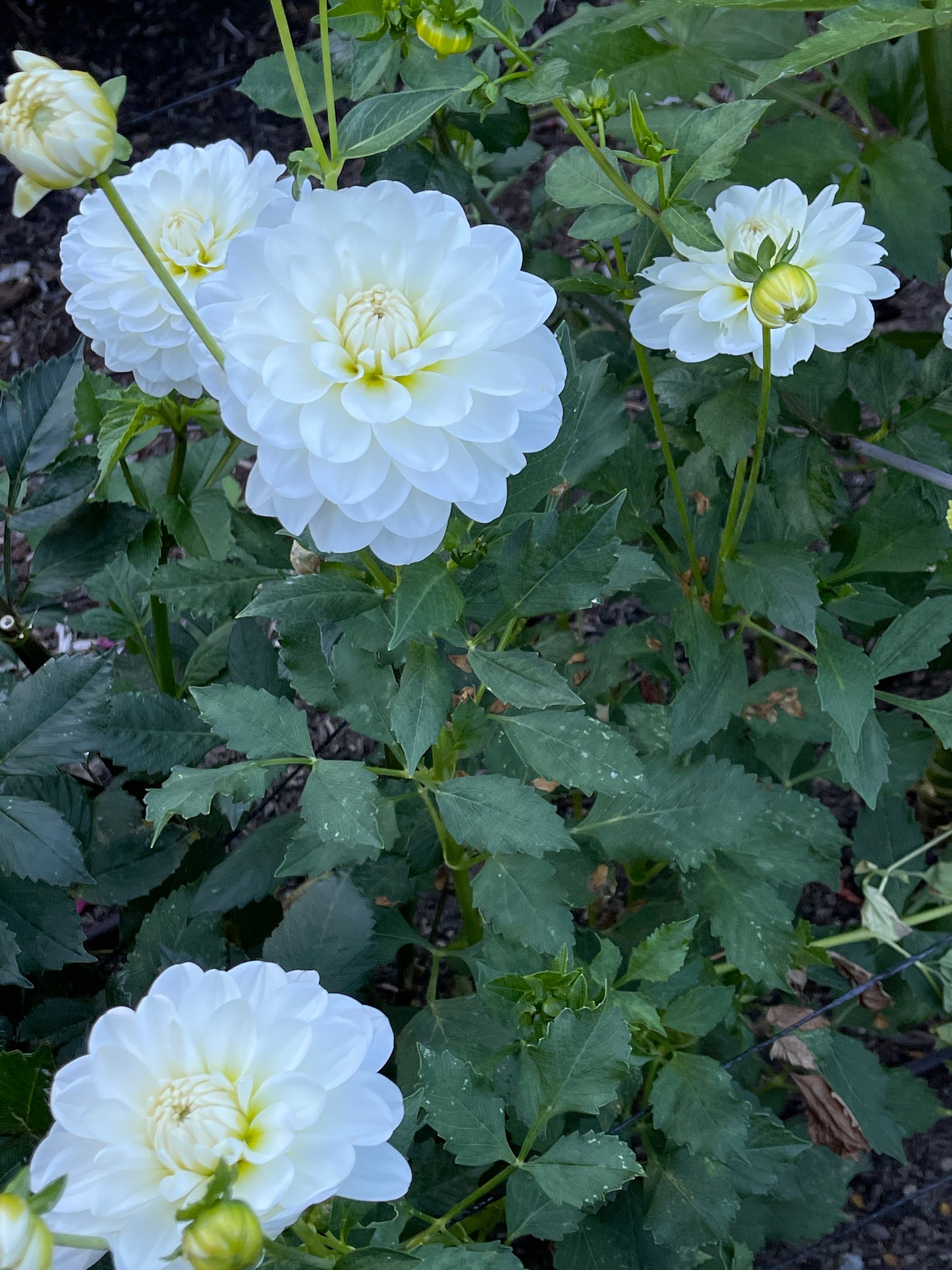 Dahlia Tuber:‎ Bride To Be