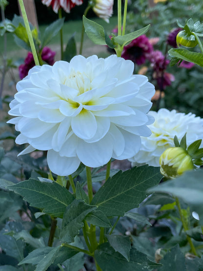 Dahlia Tuber:‎ Bride To Be