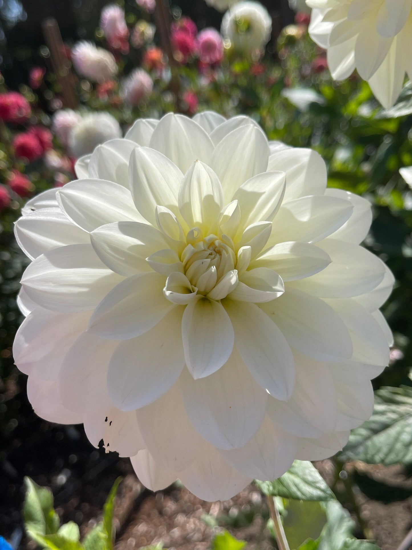 Dahlia Tuber:‎ Bridezilla