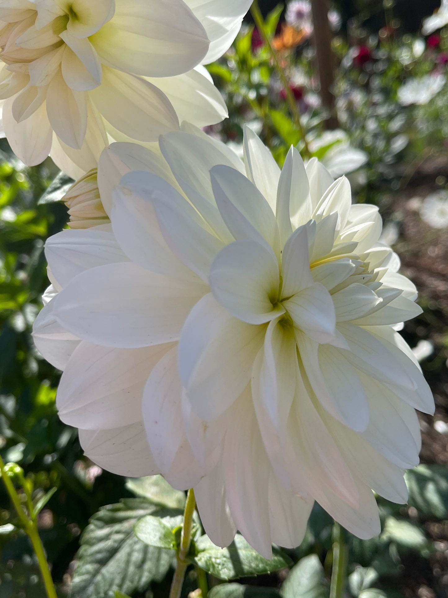 Dahlia Tuber:‎ Bridezilla