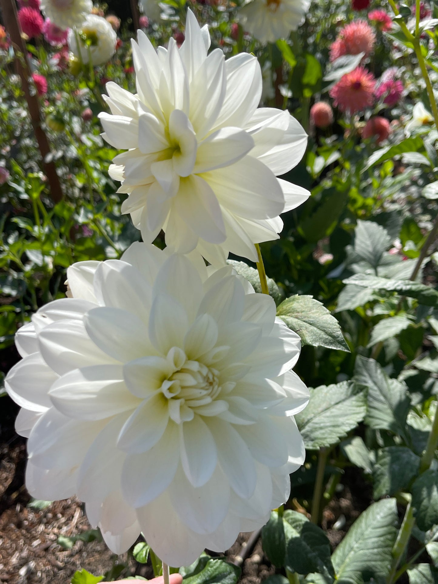 Dahlia Tuber:‎ Bridezilla