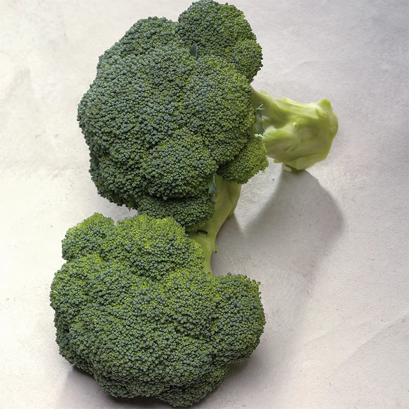 PREORDER:‎‎ Veg Plant:‎‎ Broccoli seedlings