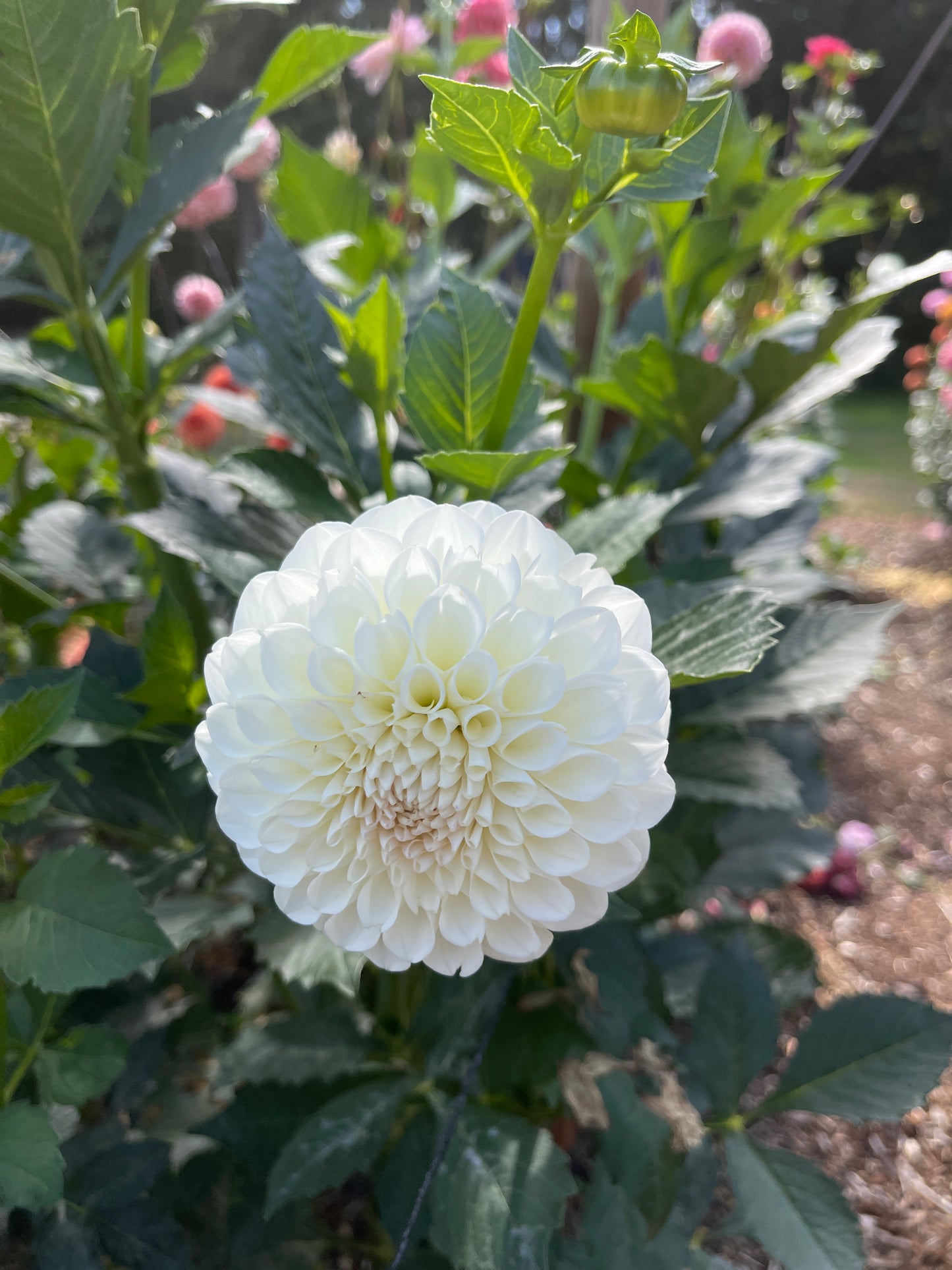 Dahlia Tuber:‎ Brookside Snowball