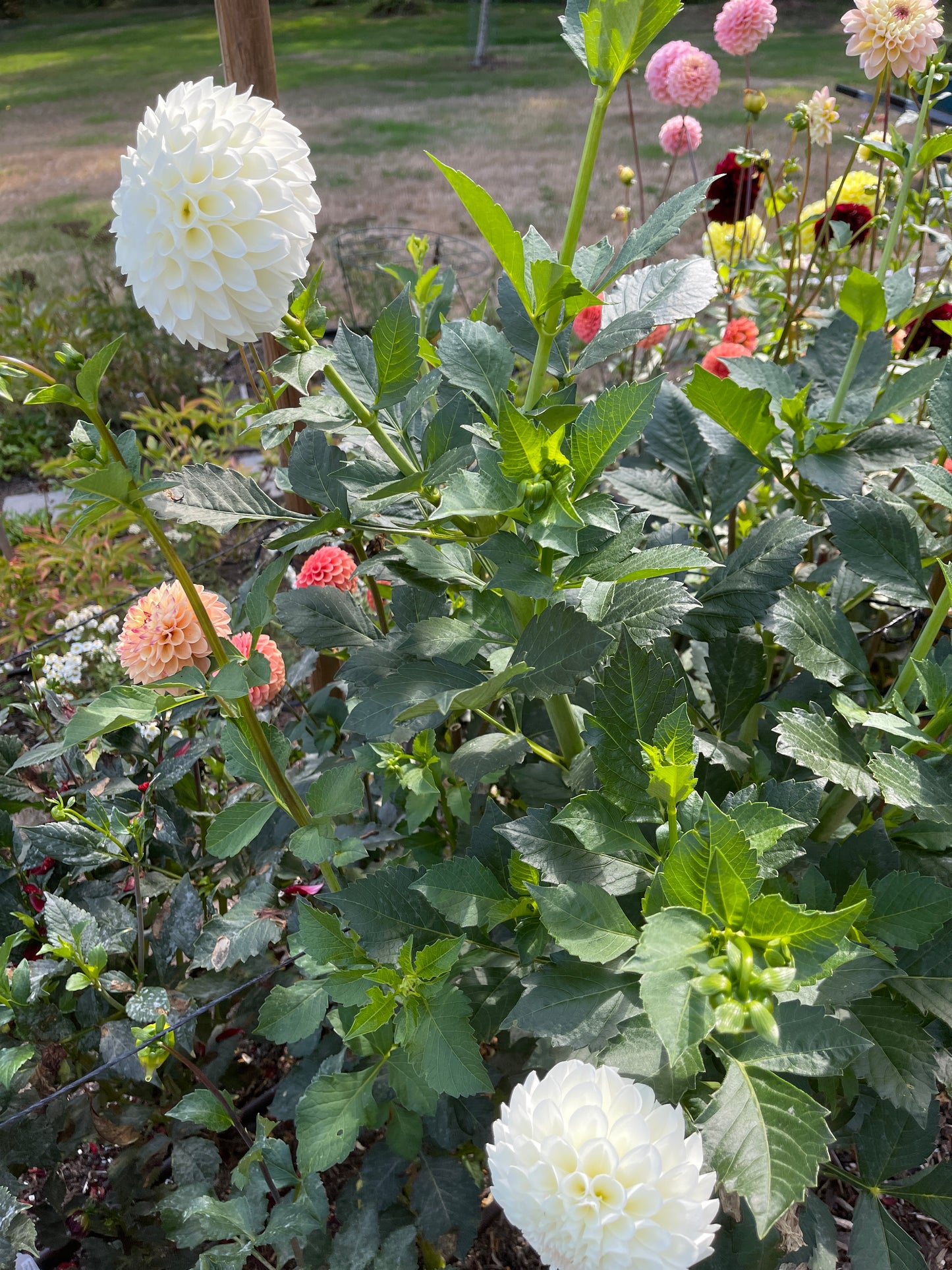 Dahlia Tuber:‎ Brookside Snowball