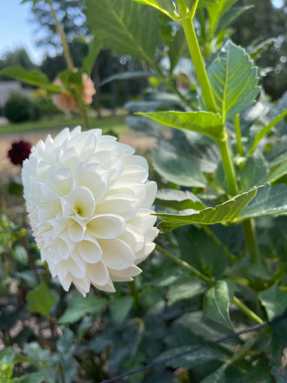 Dahlia Tuber:‎ Brookside Snowball