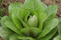 PREORDER:‎‎ Veg Plant:‎‎ Lettuce seedlings