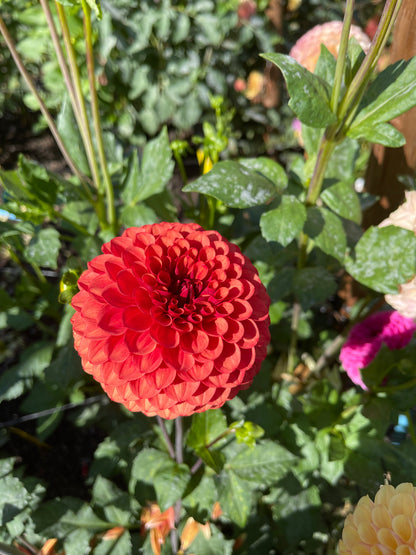 Dahlia Tuber:‎ Brown Sugar