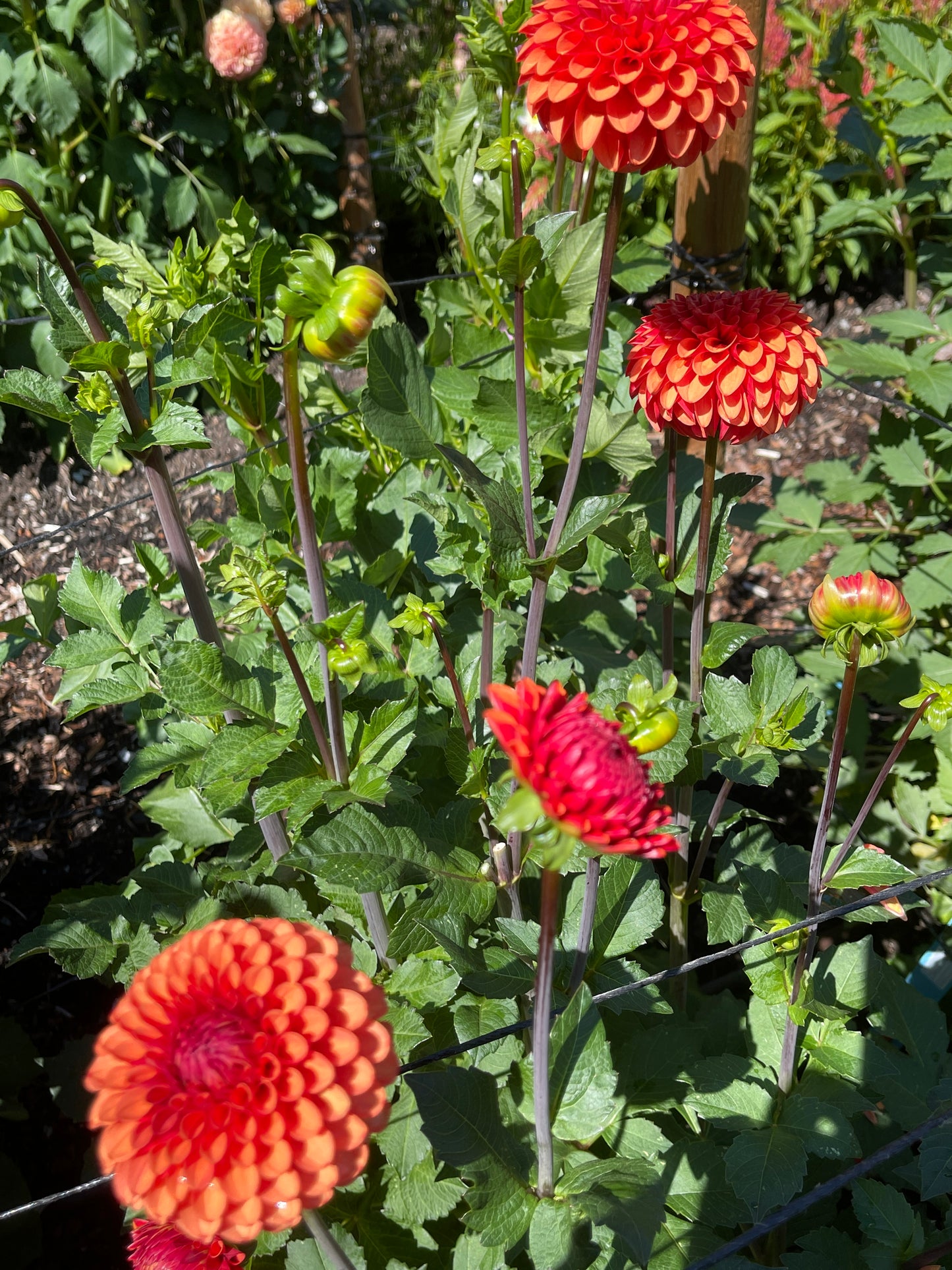 Dahlia Tuber:‎ Brown Sugar