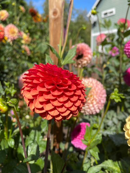 Dahlia Tuber:‎ Brown Sugar