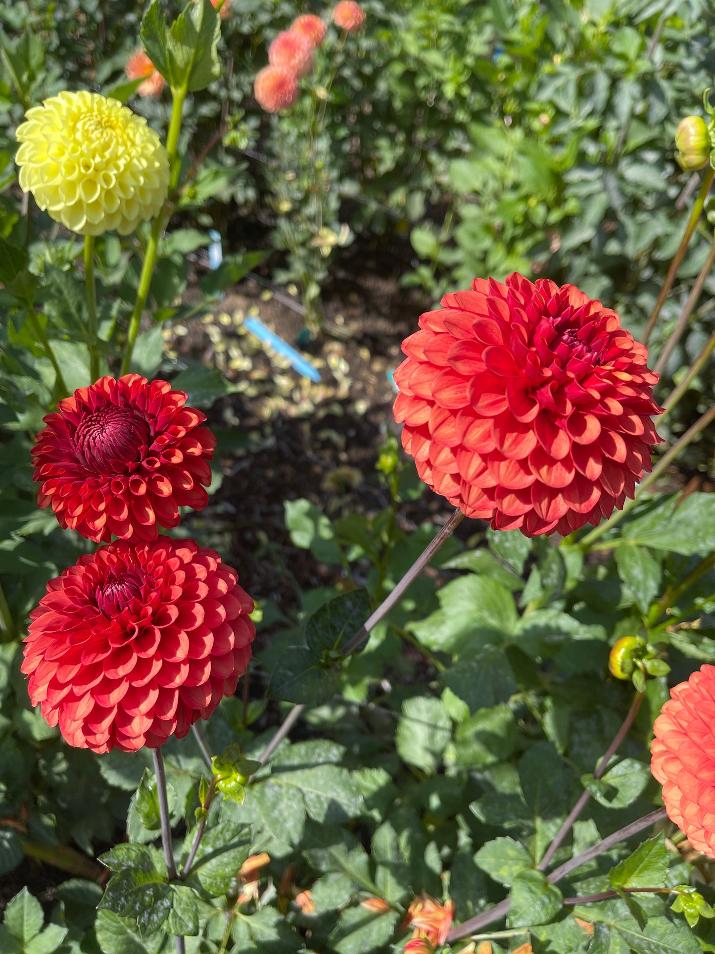 Dahlia Tuber:‎ Brown Sugar