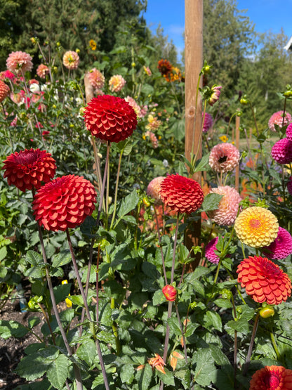 Dahlia Tuber:‎ Brown Sugar