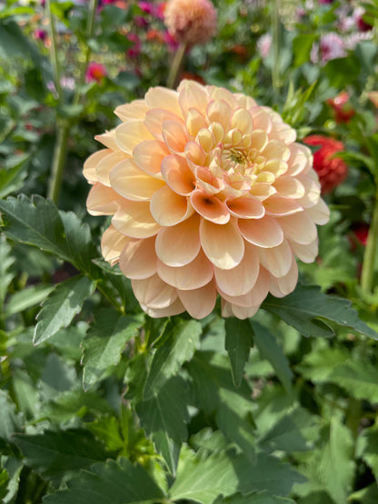 Dahlia Tuber:‎ Burfoot Eva