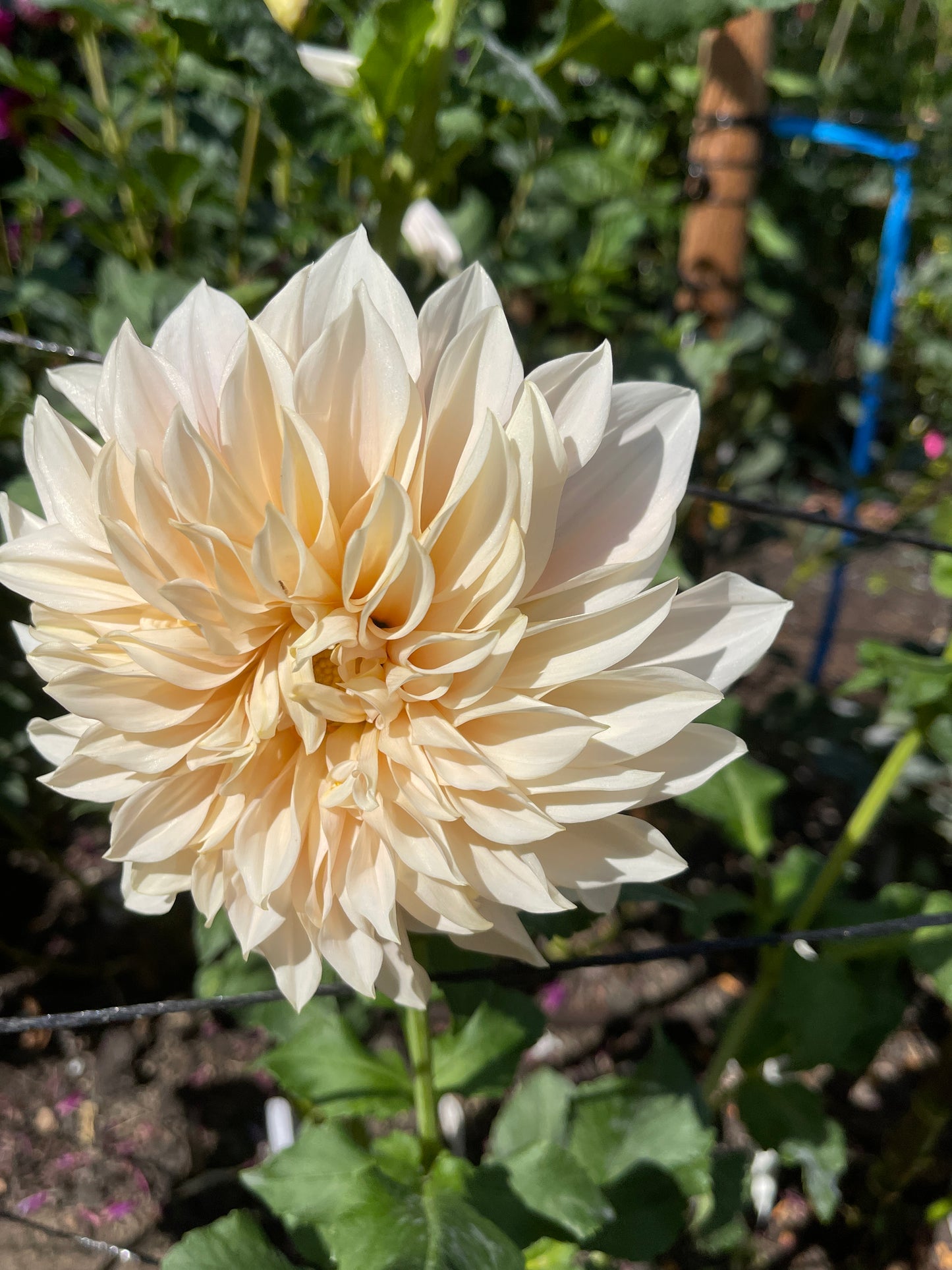 Dahlia Tuber:‎ Cafe Au Lait