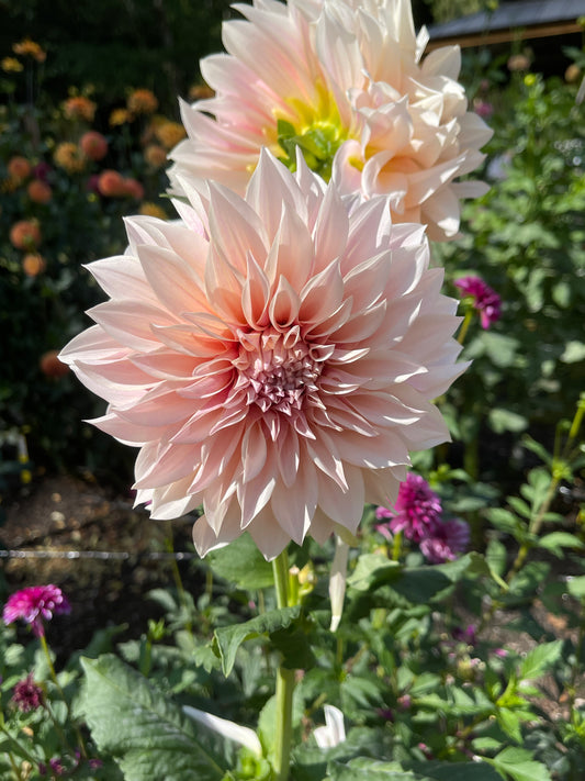 Dahlia Tuber:‎ Cafe Au Lait