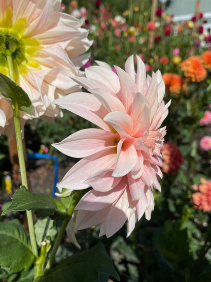 Dahlia Tuber:‎ Cafe Au Lait