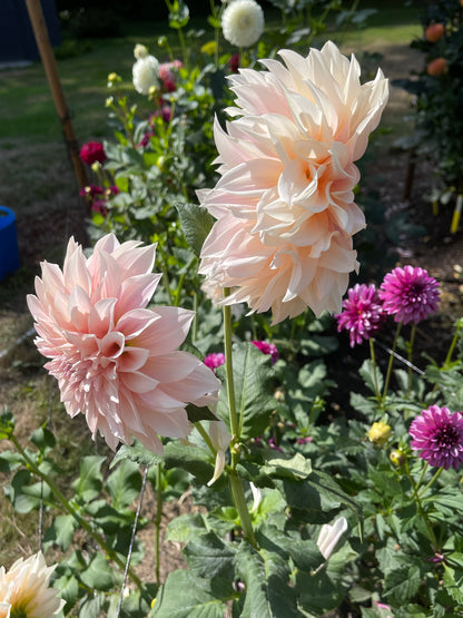 Dahlia Tuber:‎ Cafe Au Lait