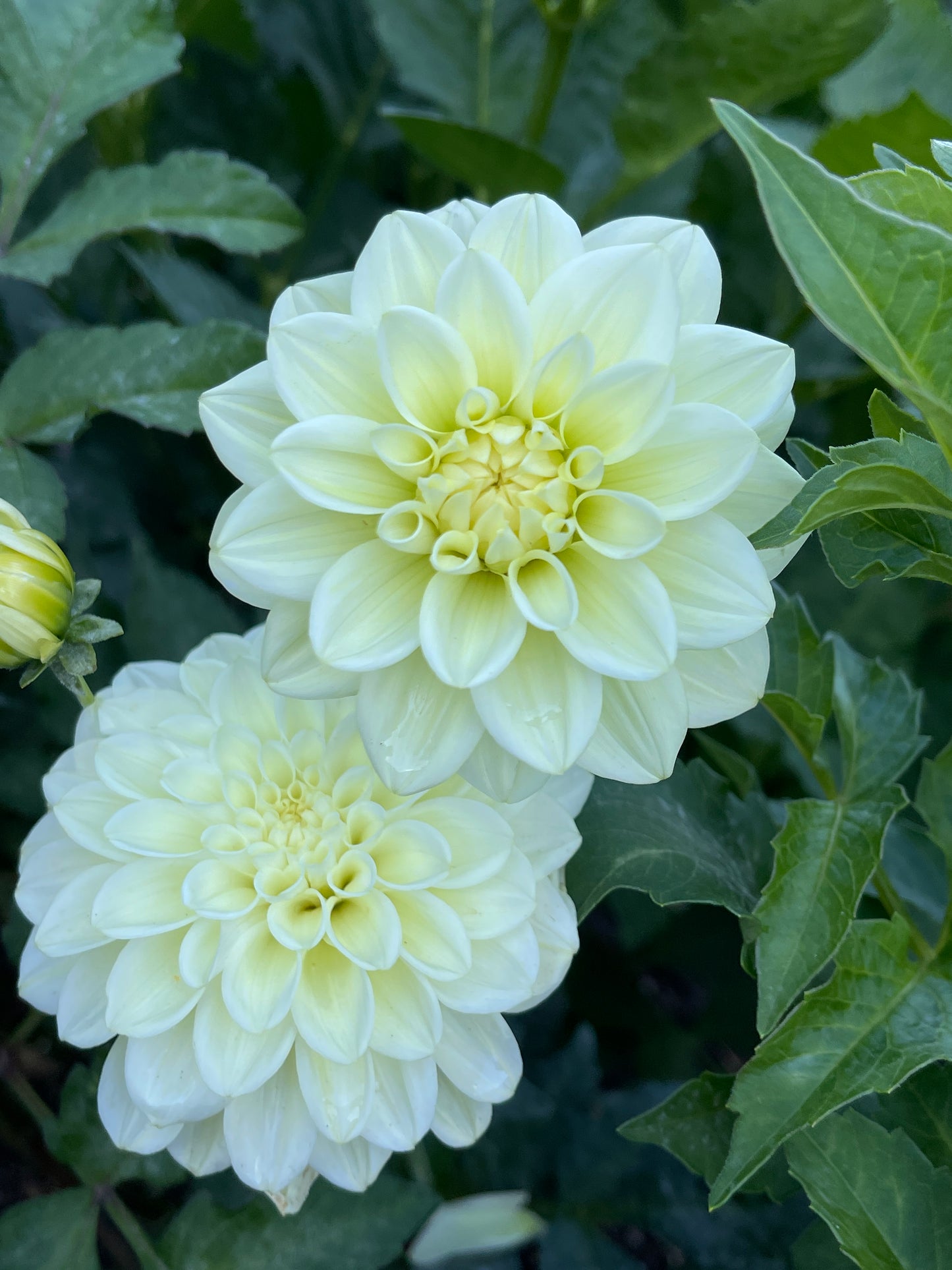 Dahlia Tuber:‎ Caramel Antique