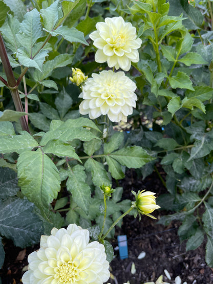 Dahlia Tuber:‎ Caramel Antique