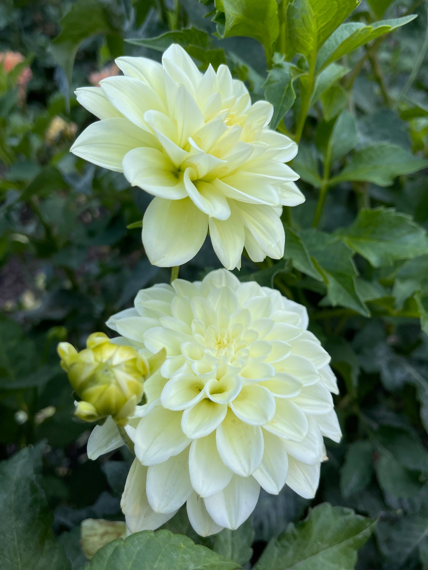 Dahlia Tuber:‎ Caramel Antique