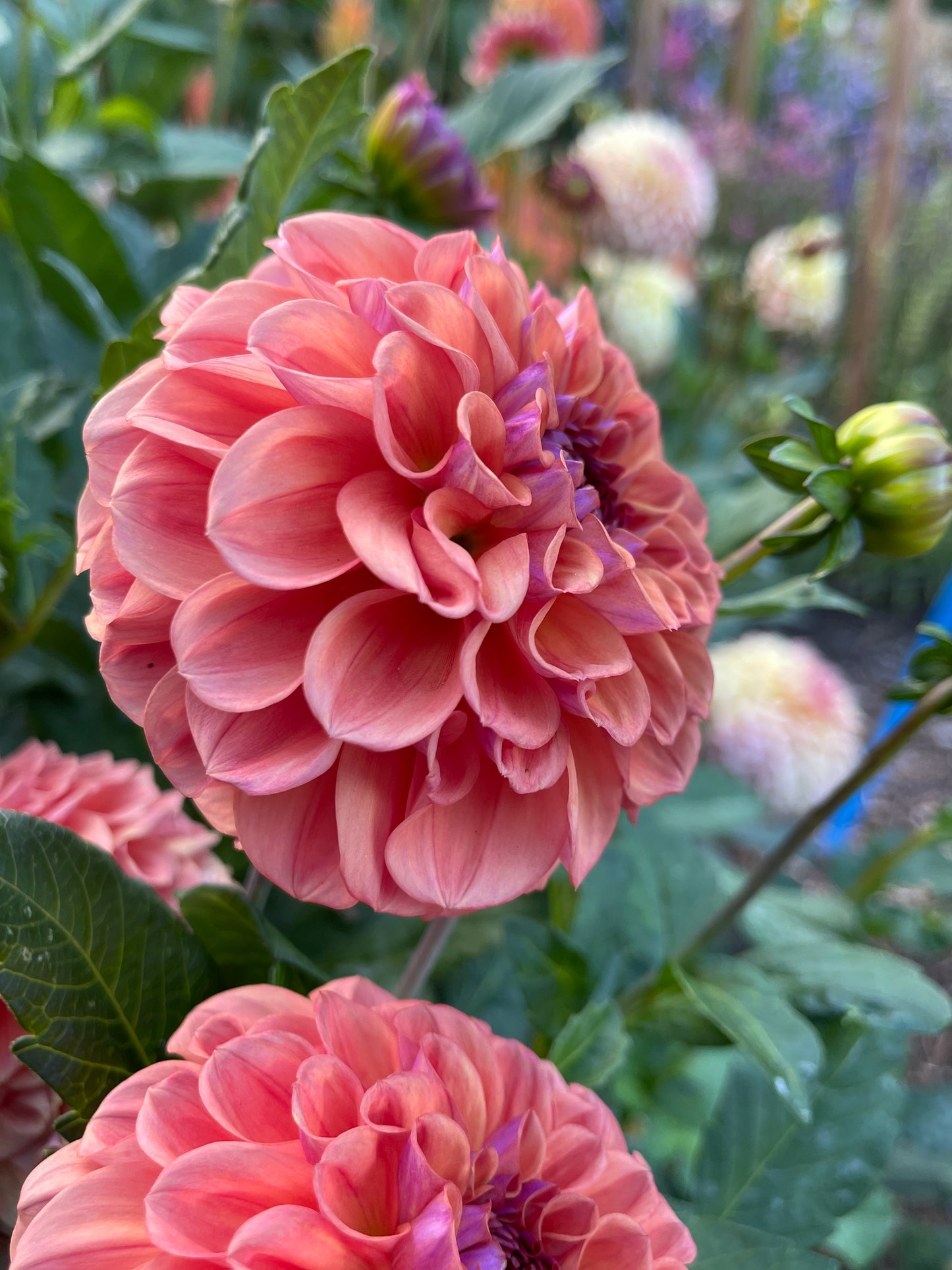 Dahlia Tuber:‎ Chewy