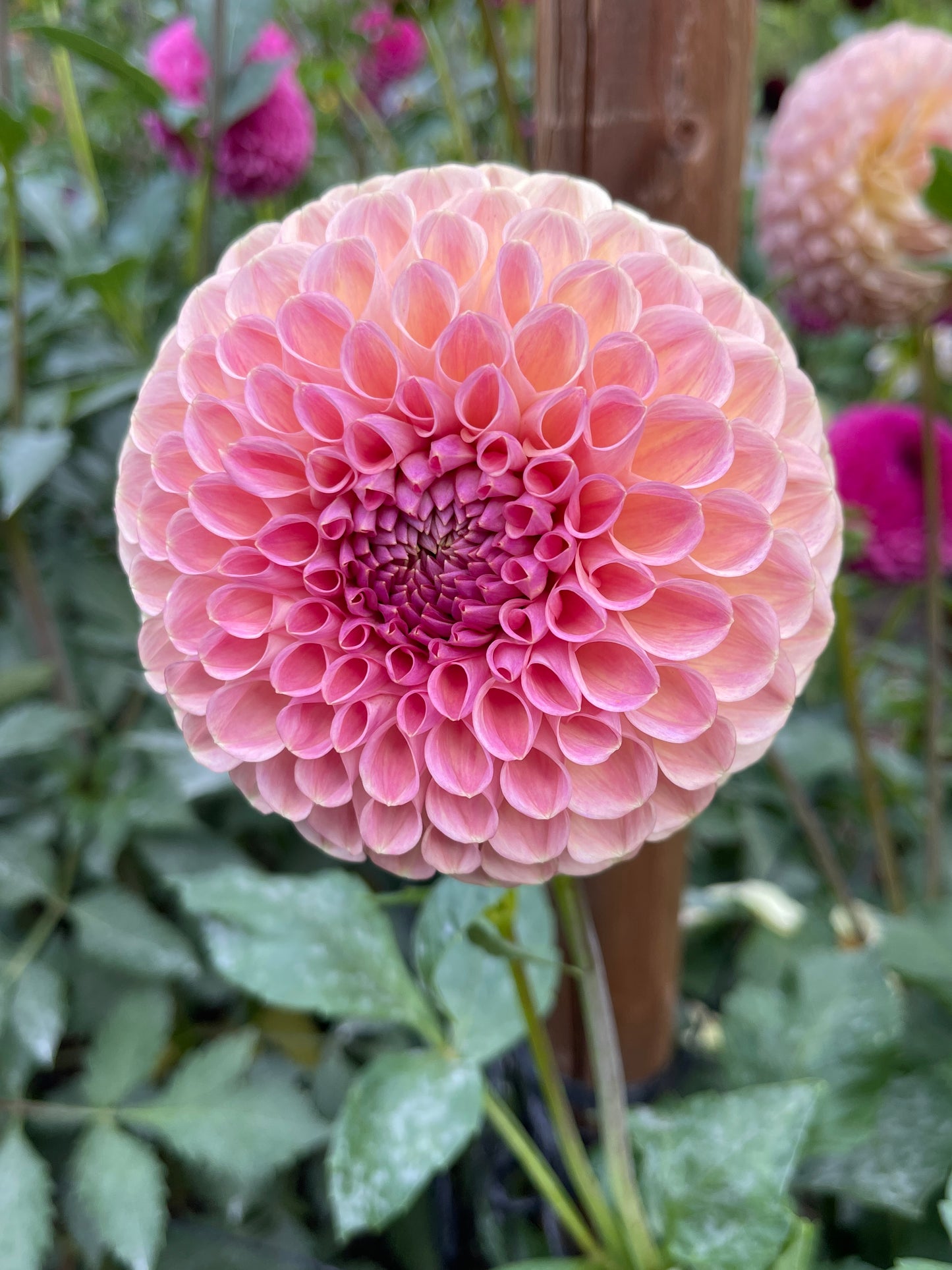 Dahlia Tuber:‎ Clearview Peachy