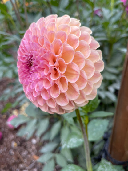 Dahlia Tuber:‎ Clearview Peachy