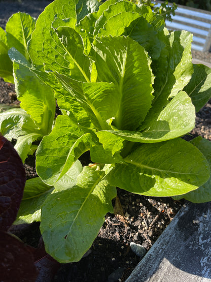 PREORDER:‎‎ Veg Plant:‎‎ Lettuce seedlings