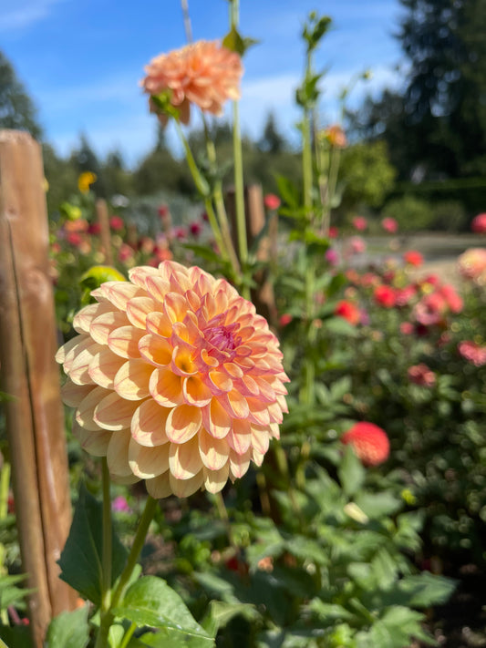 Dahlia Tuber:‎ Coseytown Gale