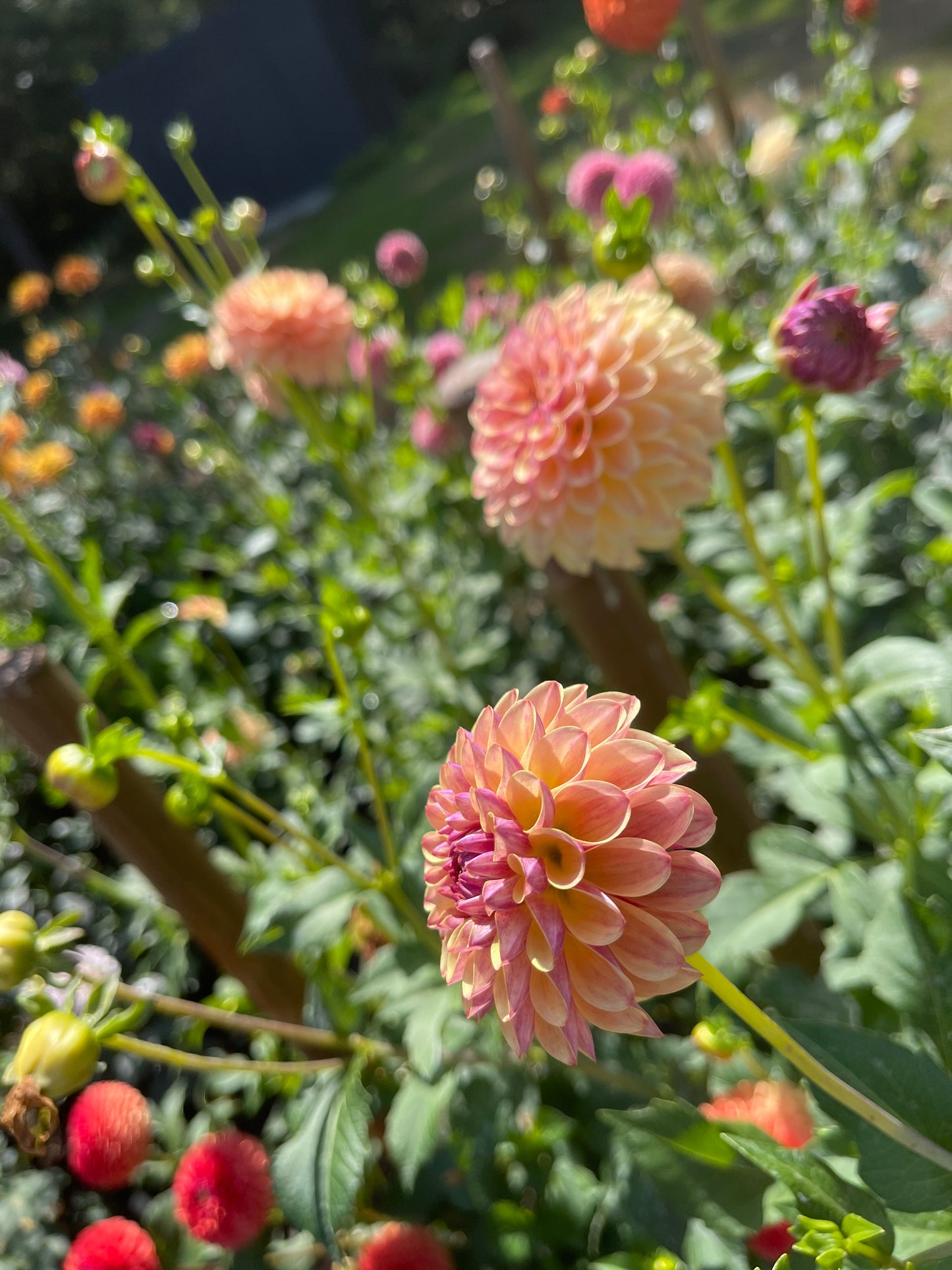 Dahlia Tuber:‎ Coseytown Gale