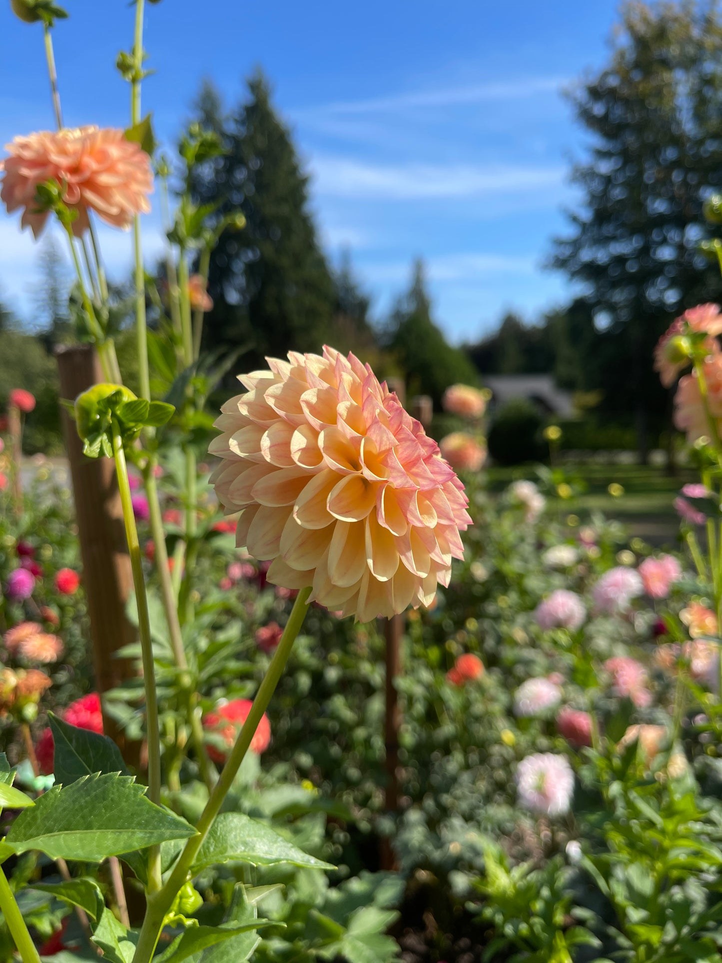 Dahlia Tuber:‎ Coseytown Gale